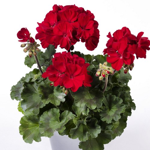 Pelargonium 'Summer Lovers® Ruby' - Pelargoon 'Summer Lovers® Ruby' 